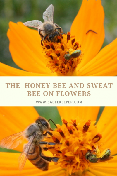 The Honey Bee and Sweat Bee on flowers - SA BeeKeeper