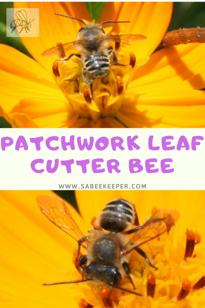 Patchwork leaf cutter bee - SA BeeKeeper