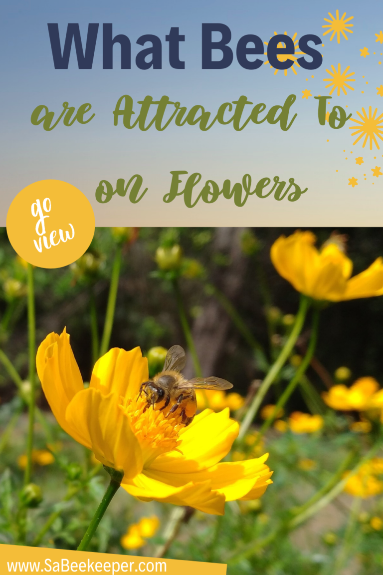 What bees are attracted to on flowers. - SA BeeKeeper