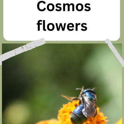 A Native Blue Bee on Cosmos flowers