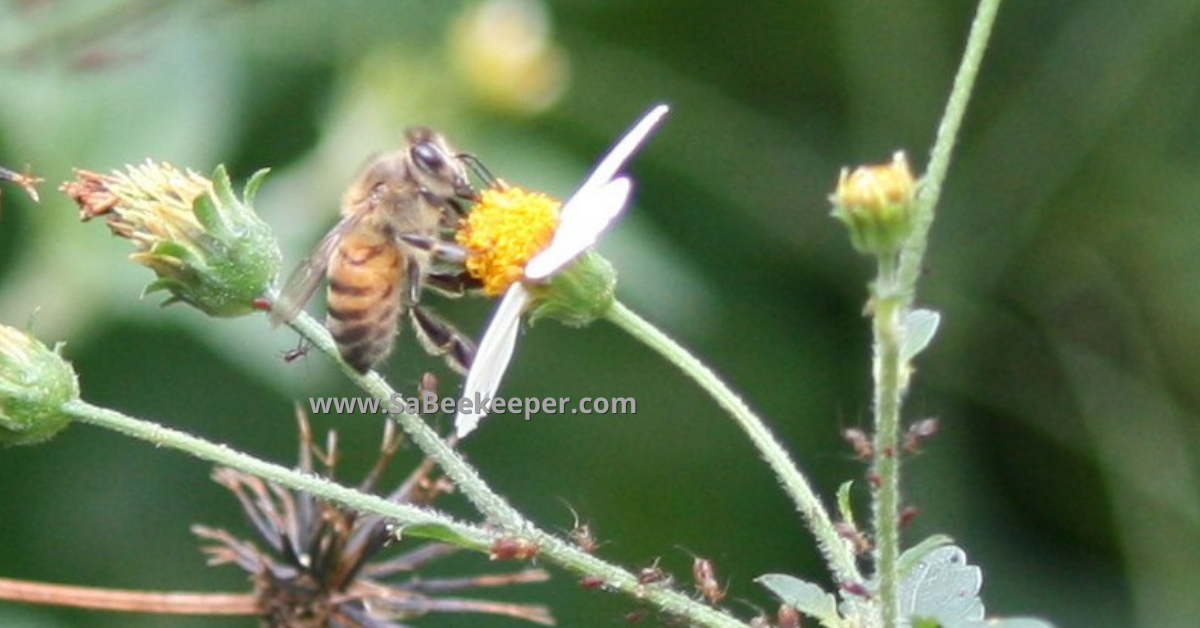 a honey bee foraging on black jack flowers