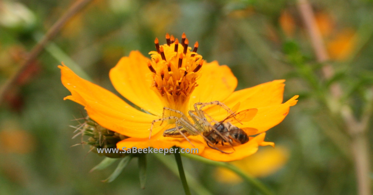 a spider on the cosmos flower petals that has caught a honey bee
