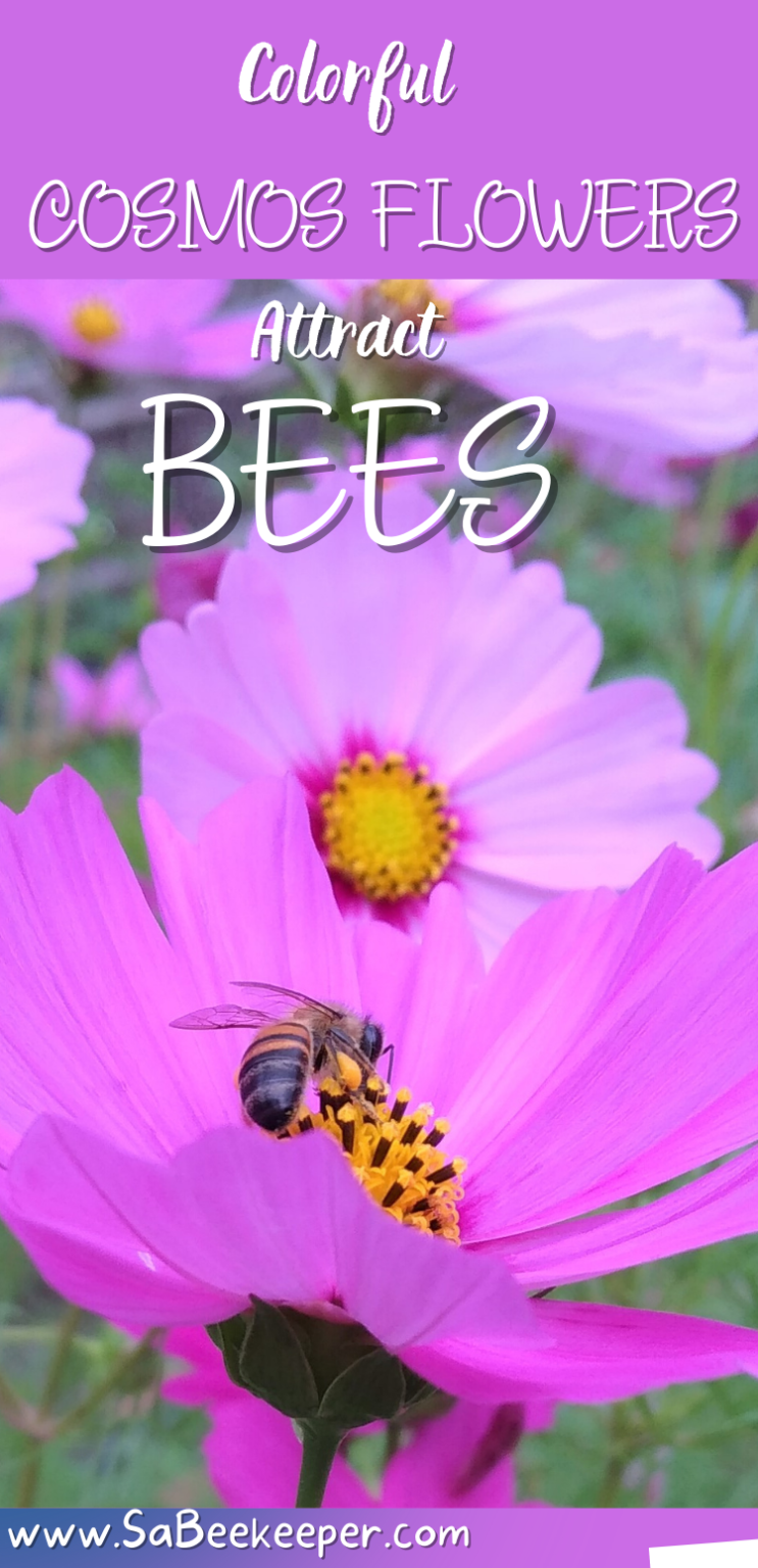 Colorful Cosmos Flowers Attract Bees - Sa Beekeeper